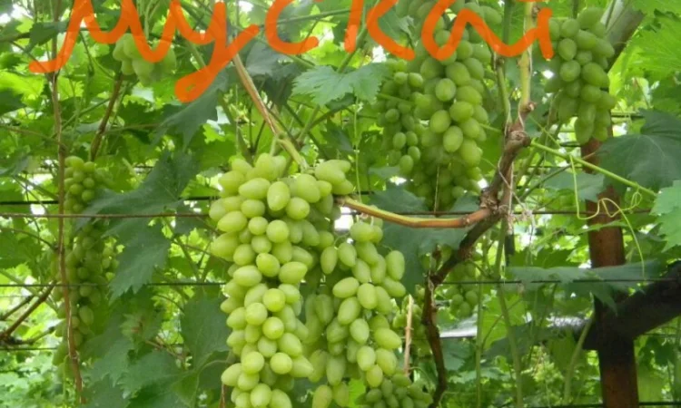 Куплю ваши виноград, ягоды на сок - фото № 2