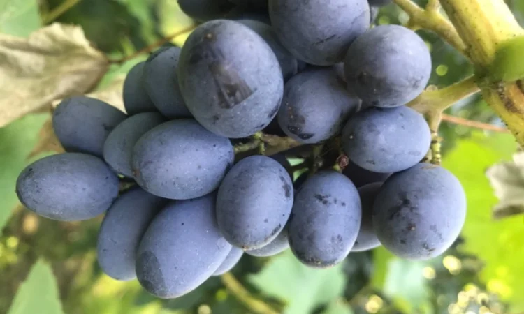 Куплю оптом від 250кг до 5 тонн виноградд технічних сортів - фото № 1