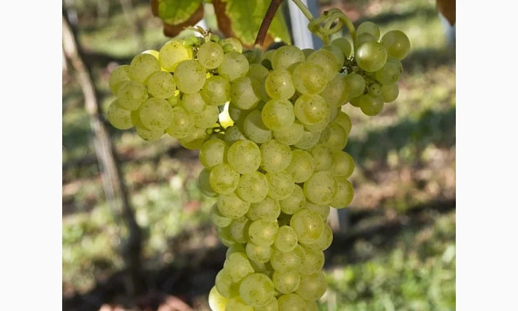 Продам виноград - фото № 4