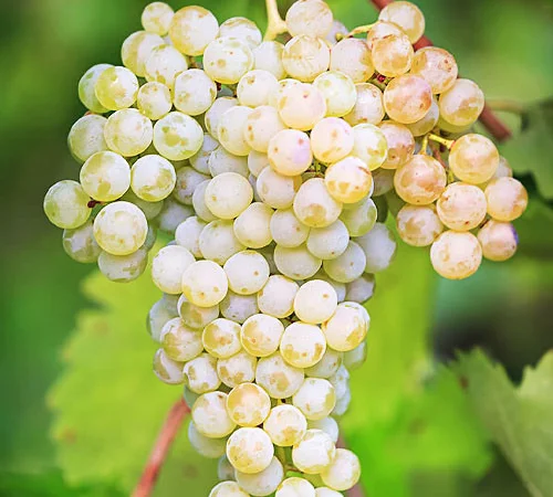 Продам виноград - фото № 5