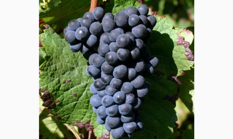 Продам виноград - фото № 6