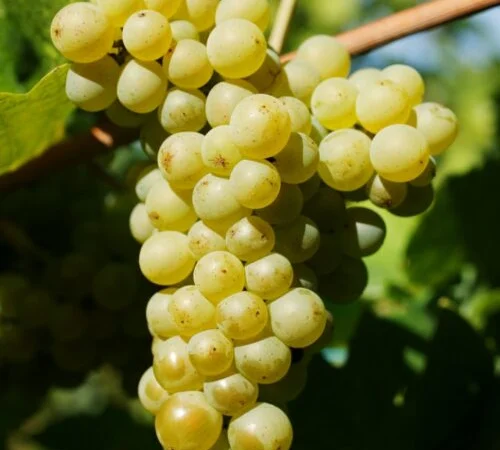 Продам виноград - фото № 8