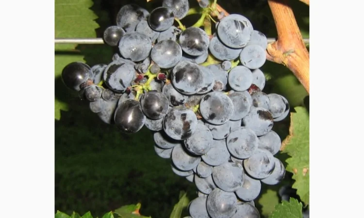 Продам виноград - фото № 9