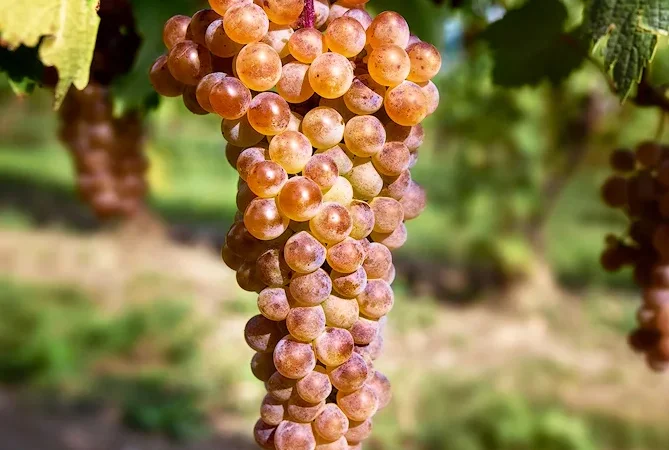 Продам виноград - фото № 10