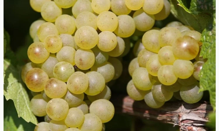 Продам виноград - фото № 1