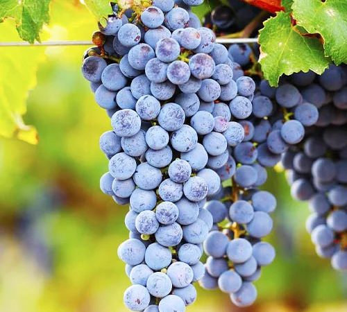 Продам виноград - фото № 2