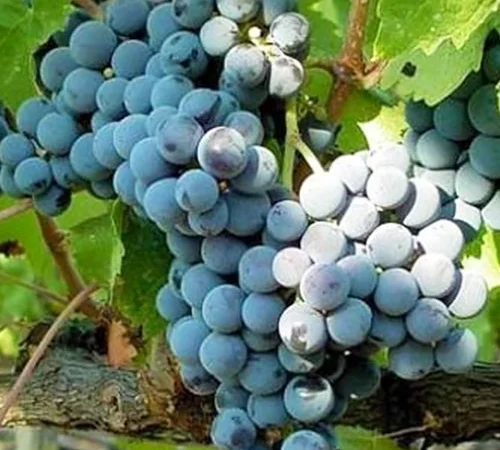 Продам виноград - фото № 3