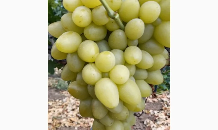 Продам столовые сорта винограда - фото № 1