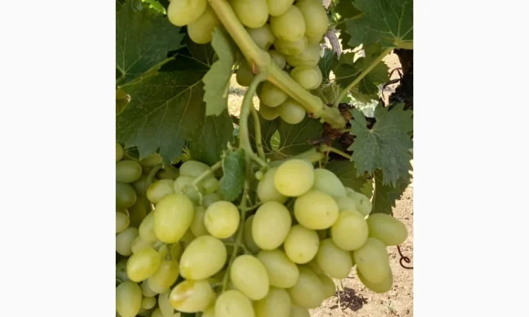 Продам столовые сорта винограда - фото № 3