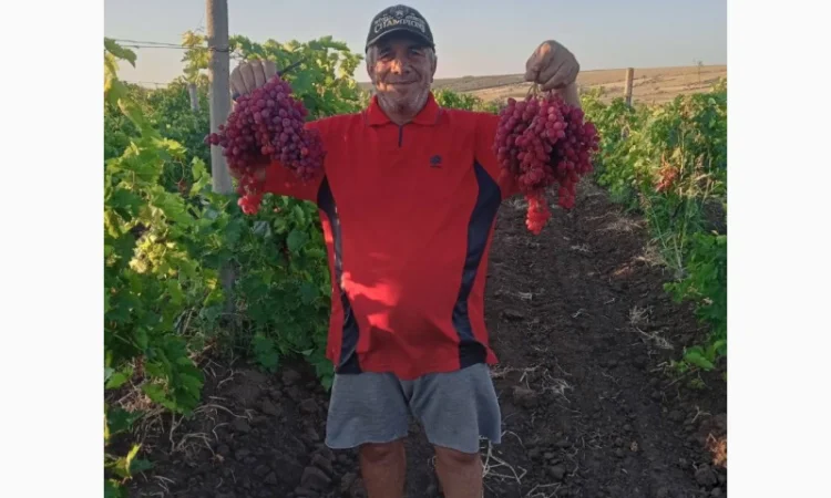 Продам виноград кишмиш Велес - фото № 2