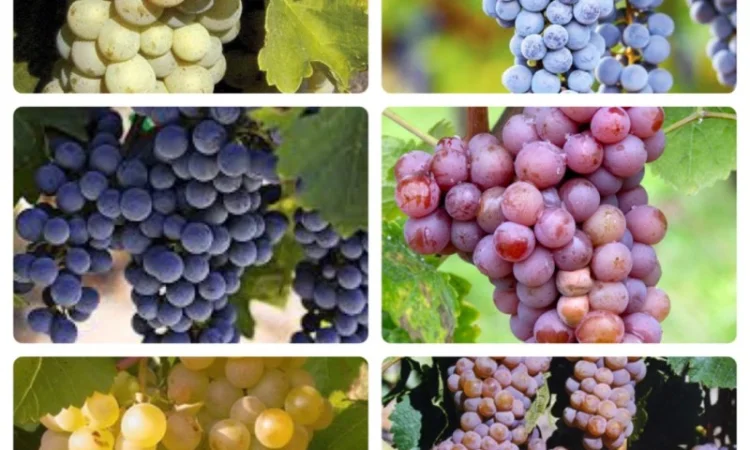 Фермерське господарство продасть виноград опт технічних сортів - фото № 1