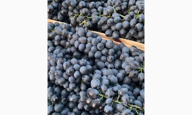 Виноград молдова и суручанский - фото № 5