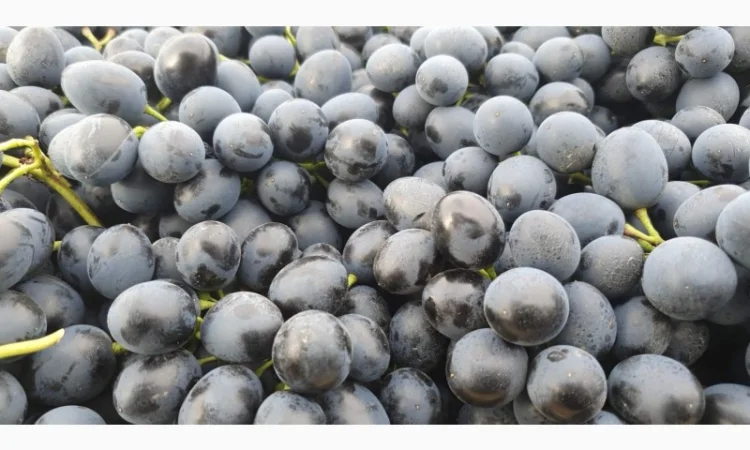 Виноград молдова и суручанский - фото № 6