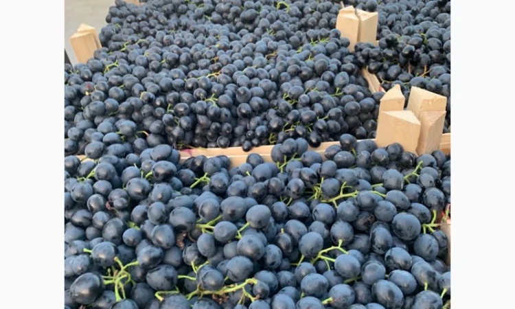 Виноград молдова и суручанский - фото № 7