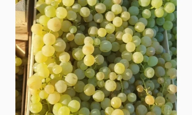 Виноград молдова и суручанский - фото № 1