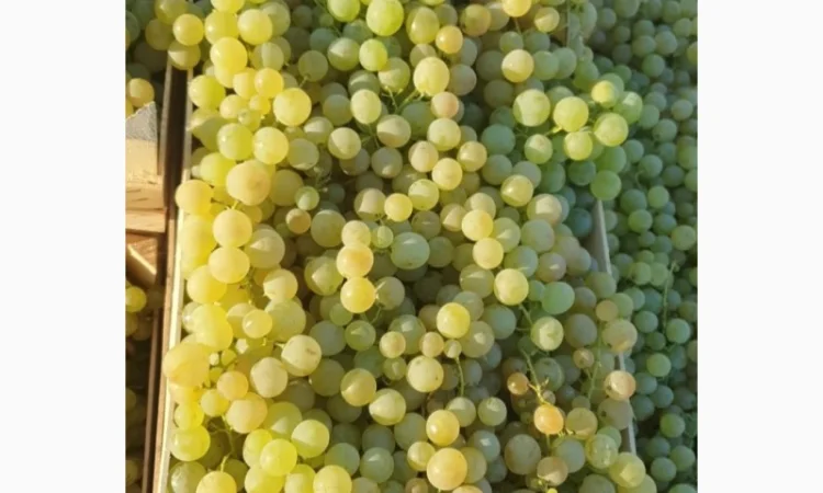 Виноград молдова и суручанский - фото № 2