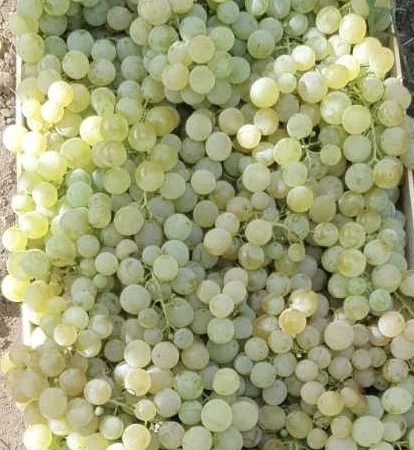 Виноград молдова и суручанский - фото № 3