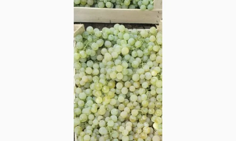 Виноград молдова и суручанский - фото № 4