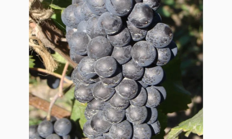 Продажа саженцев технических(винных) сортов винограда в г.Сумы - фото № 1