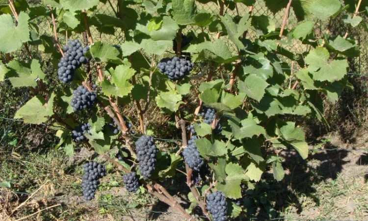 Продажа саженцев технических(винных) сортов винограда в г.Сумы - фото № 2