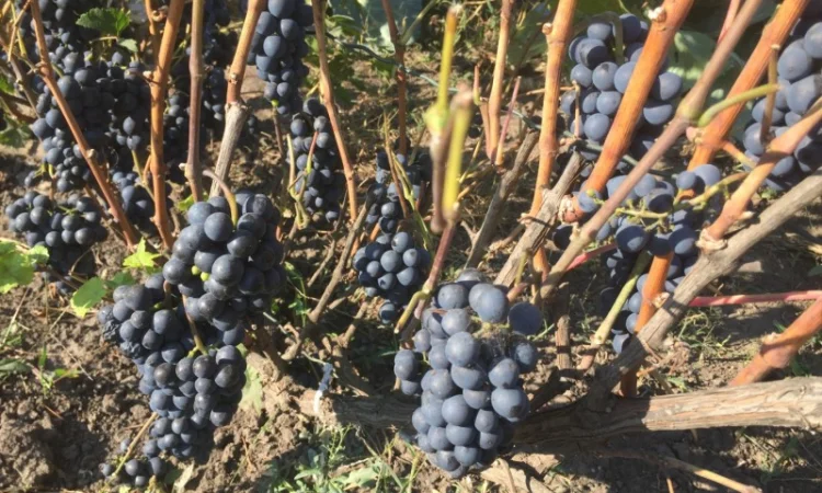 Продажа саженцев технических(винных) сортов винограда в г.Сумы - фото № 3