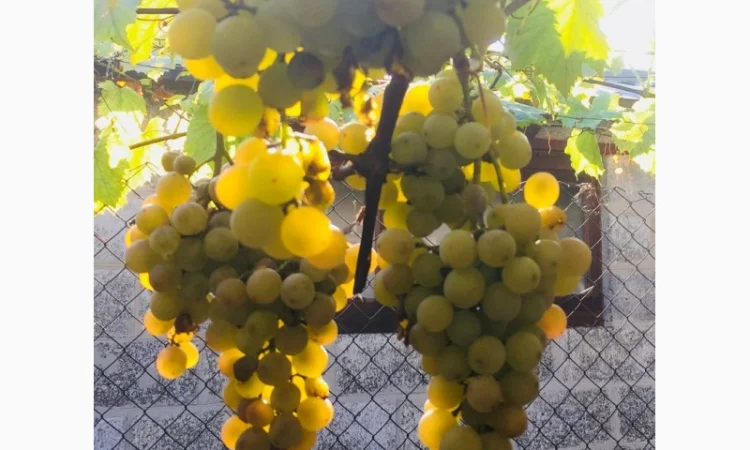 Продажа саженцев технических(винных) сортов винограда в г.Сумы - фото № 5