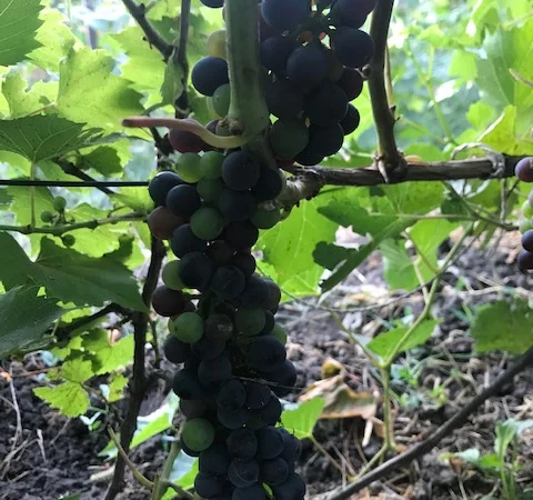 Продажа саженцев технических(винных) сортов винограда в г.Сумы - фото № 6