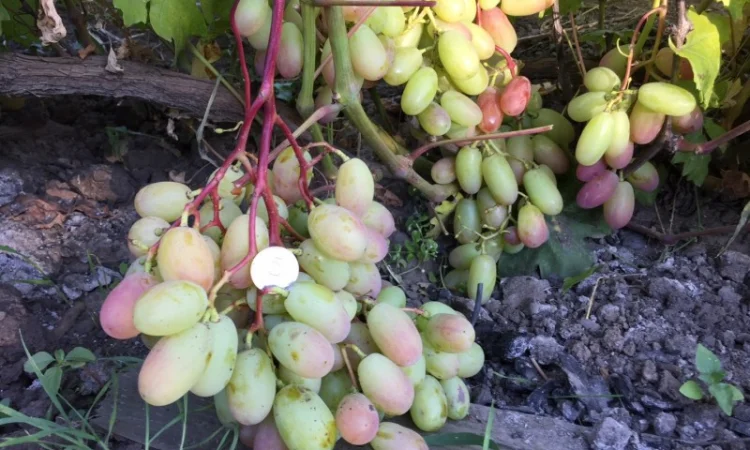 Продам саженцы столовых сортов винограда, районированных в г.Сумы - фото № 2