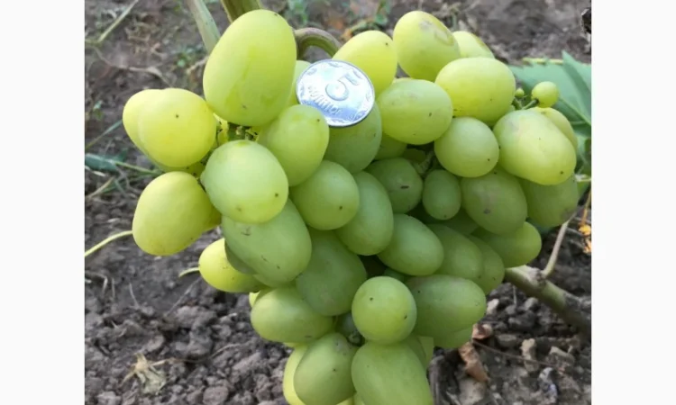 Продам саженцы столовых сортов винограда, районированных в г.Сумы - фото № 3