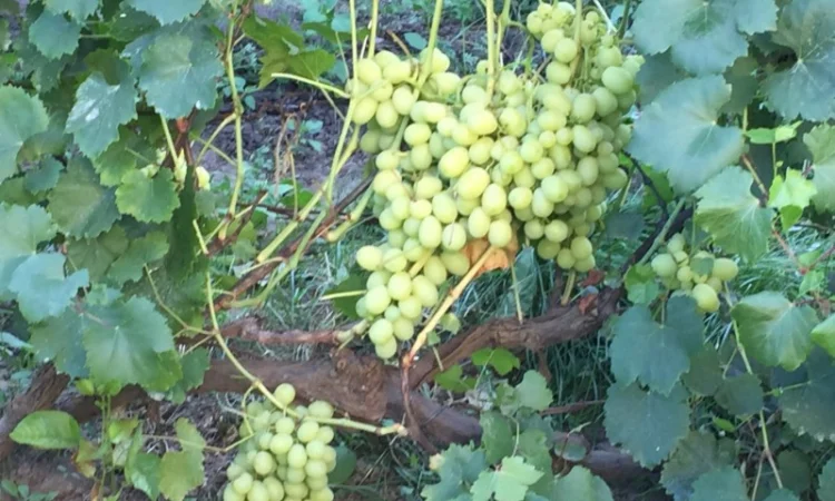 Продам саженцы столовых сортов винограда, районированных в г.Сумы - фото № 4