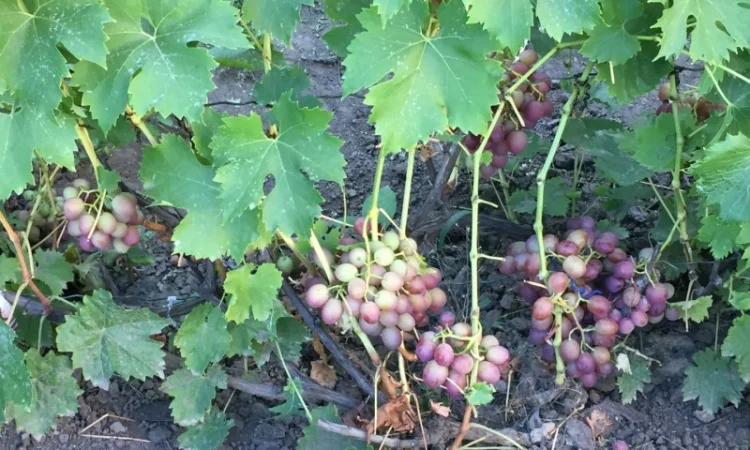 Продам саженцы столовых сортов винограда, районированных в г.Сумы - фото № 5