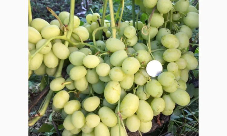 Продам саженцы столовых сортов винограда, районированных в г.Сумы - фото № 7