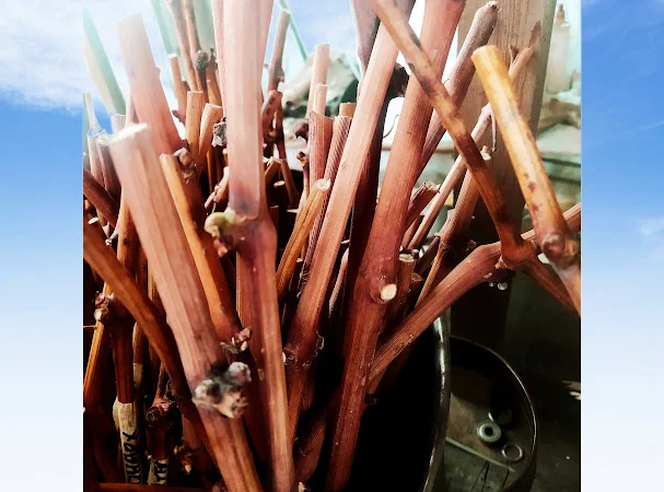 Черенки винограду - фото № 1