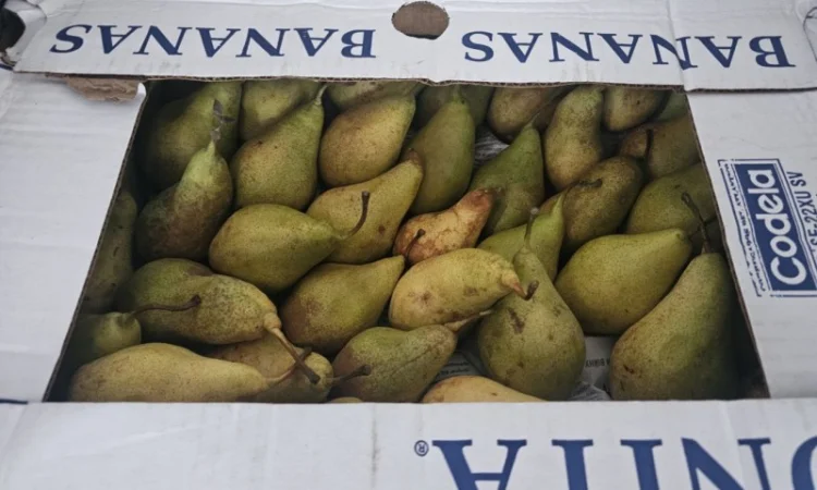 Груша сорту Ксенія (Ноябрська) - фото № 3