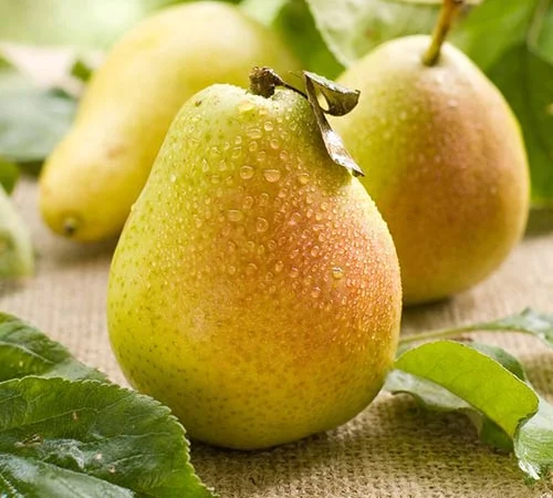 Груша переробка - фото № 1