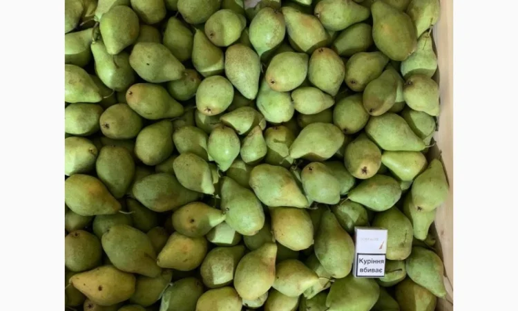 Продам Грушу Ноябрську (Листопадову) - фото № 1