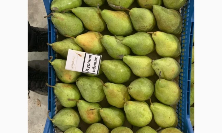 Продам Грушу Ноябрську (Листопадову) - фото № 5