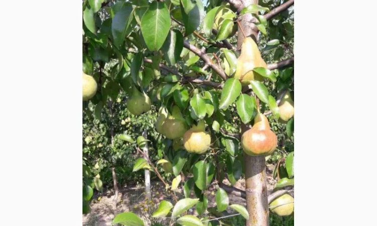 Куплю оптом грушу зимних-летних сортов от производителя - фото № 1