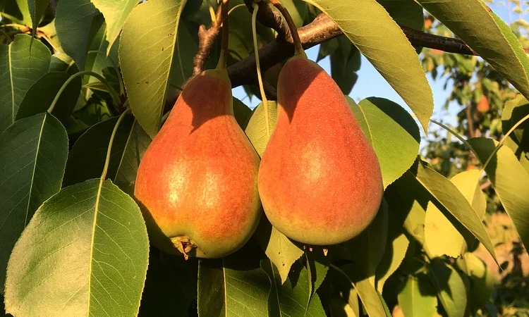 Куплю оптом грушу Конференцию и Яблунивську - фото № 1