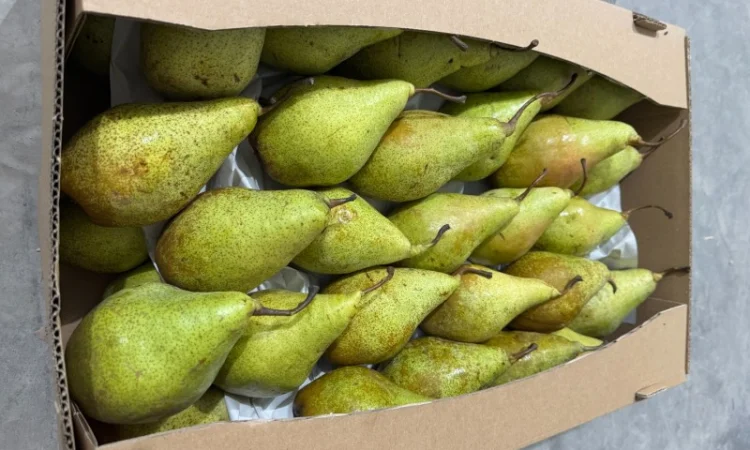 Продам Грушу - фото № 2