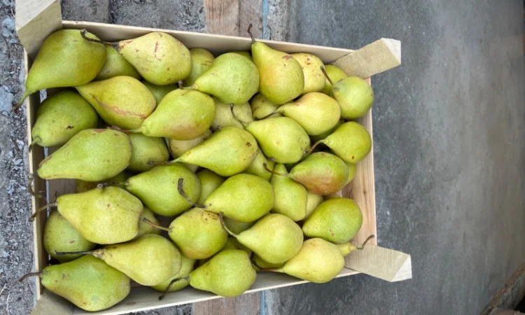 Продам грушу Ноябрська 2 ґатунок - фото № 1