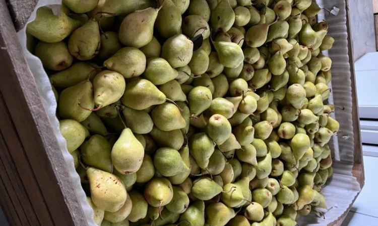 Продам грушу Ноябрська 2 ґатунок - фото № 3