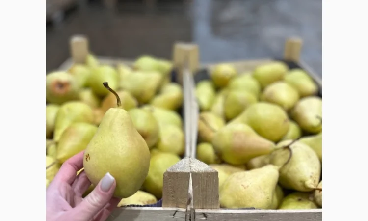 Продам грушу сорту Ноябирька - фото № 3