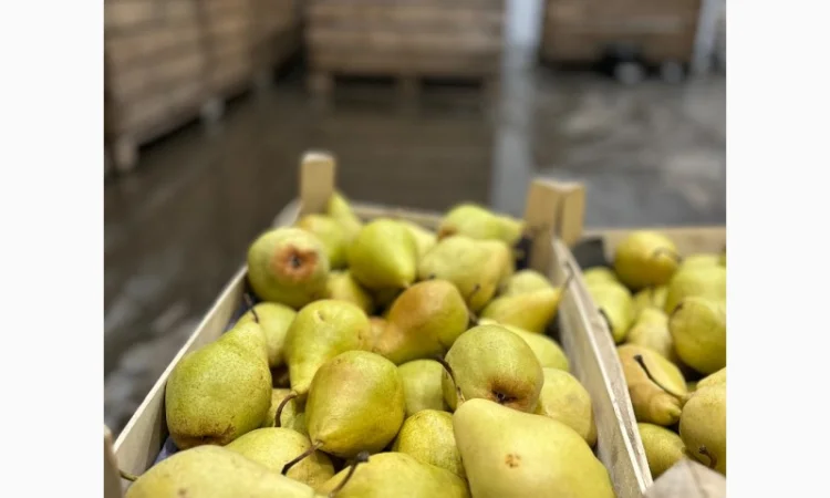 Продам грушу сорту Ноябирька - фото № 4