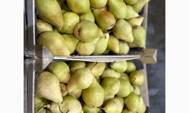 Продам грушу сорту Ноябирька - фото № 2