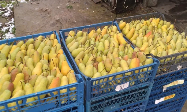 Продам грушу, Талгарська Красуня, з холодильника, до 2х тонн - фото № 1
