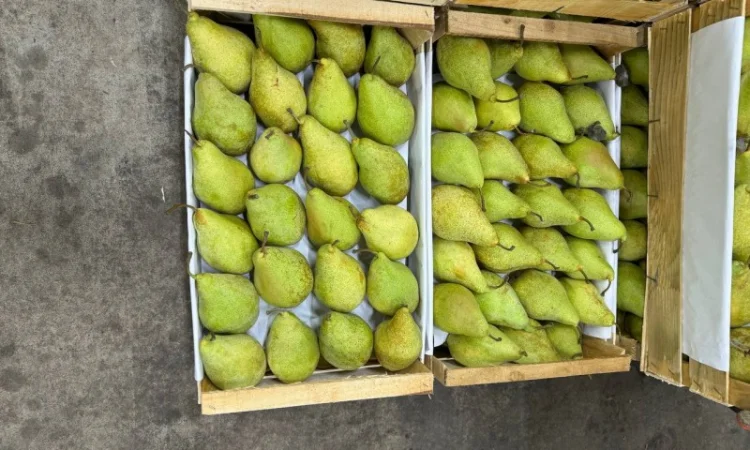 Продам грушу Ноябирська - фото № 2