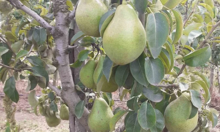 Продам грушу з власного саду - фото № 2