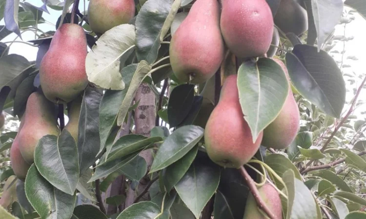 Продам грушу з власного саду - фото № 4