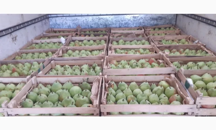 Продам грушу з власного саду - фото № 5